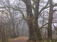 Wanderweg im lichten, nebligen Eichenwald